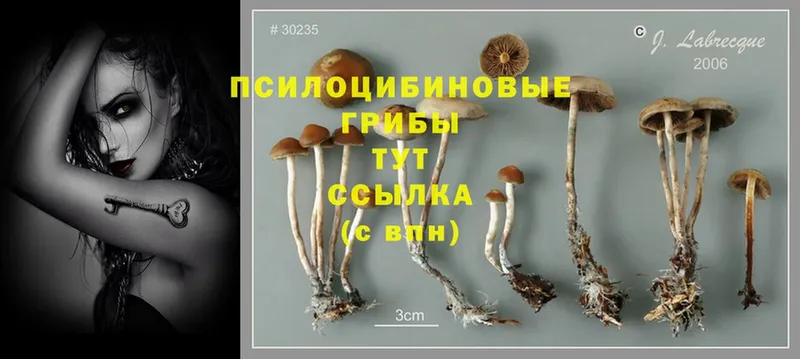 где можно купить наркотик  Петушки  Галлюциногенные грибы MAGIC MUSHROOMS 